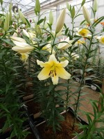 [5181 Catina No02.JPG]